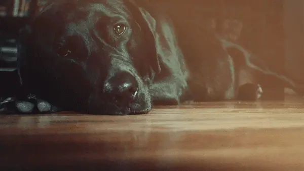 cinemagraph-dog-animation